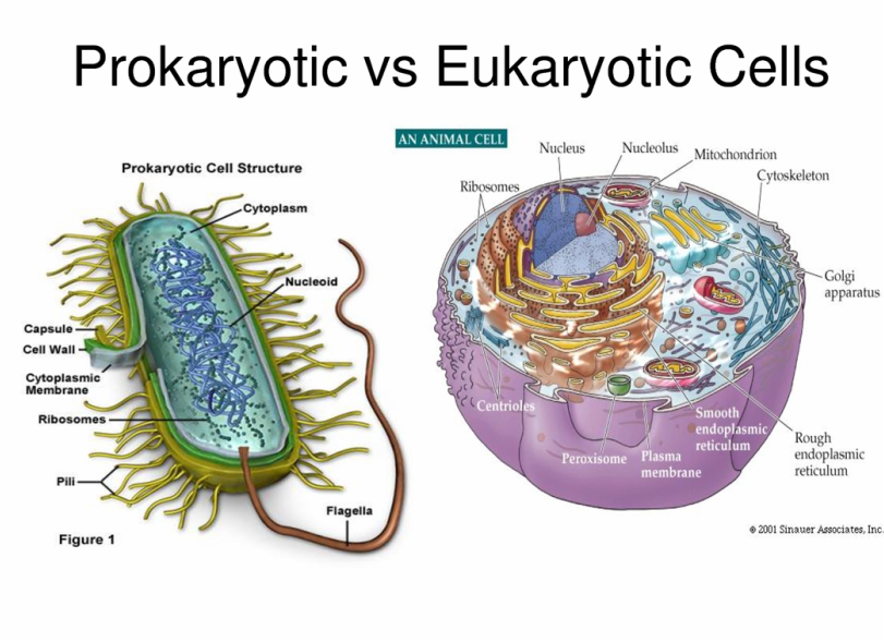 Prokaryotic vs. Eukaryotic - Hogwarts School of Cells and Organelles
